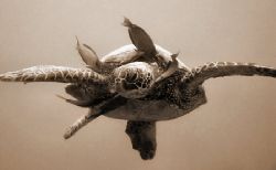 Hanging Out at the turtle cleaning station...Three Tables... by Glenn Poulain 